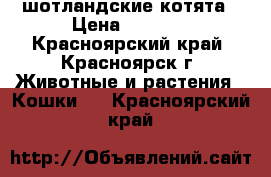 шотландские котята › Цена ­ 2 000 - Красноярский край, Красноярск г. Животные и растения » Кошки   . Красноярский край